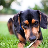 Why RAW Files Need a Little Love Puppy dog final image