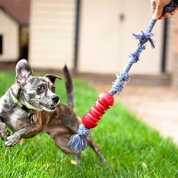 How to Fix Exposure in Lightroom in 3 Easy Steps Dog plays with Toy