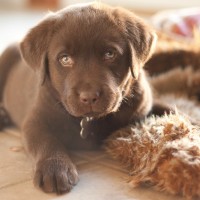 Wanna Take Better Photos of Your Kids & Pets? Then be prepared to get dirty Puppy Dog Plays with Toy by Kim Olson