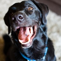 How to Look Like a Better Photographer, Instantly Moe the Dog, a big black labrador mix (Photo: Kim Olson)