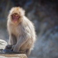 How Much Image Post-Processing Should You Do? Japanese Macaque (Snow Monkey) in Japan (Photo: Kim Olson)