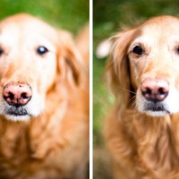 Focused Practice Dog's nose and eyes in focus (Photos: Kim Olson)